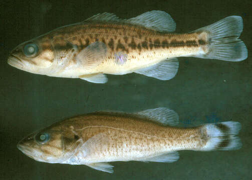 Image of black bass