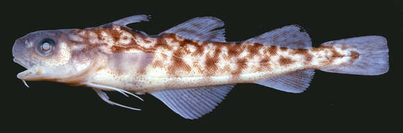 Image of Atlantic Tomcod