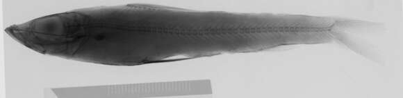 Image of Agassiz&#39;s thread-sail fish