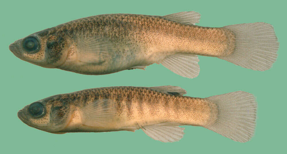 Image of Spotfin Killifish