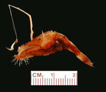 Image of Lasiognathus intermedius Bertelsen & Pietsch 1996