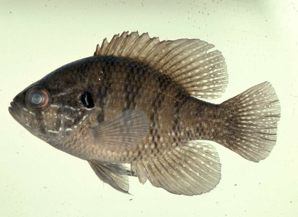 Image of Banded Sunfish