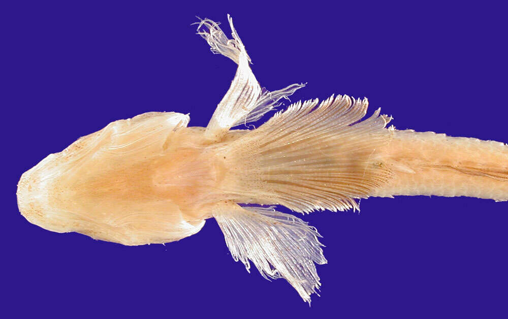 Image of Comma goby