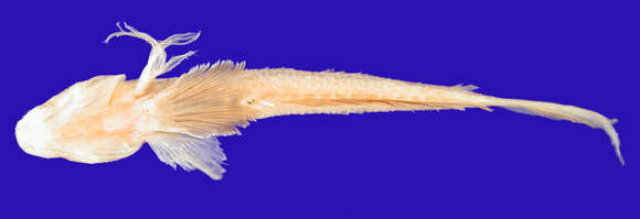 Image de Ctenogobius saepepallens (Gilbert & Randall 1968)