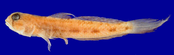 Image de Ctenogobius saepepallens (Gilbert & Randall 1968)