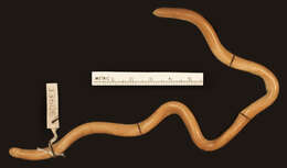 Image of Giant Blind Snake