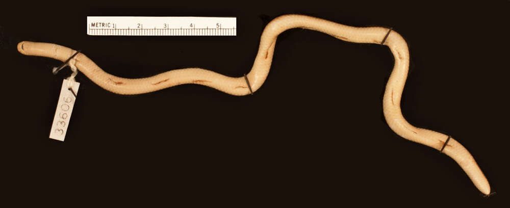 Image of Giant Blind Snake