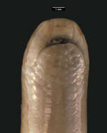 Image of Giant Blind Snake