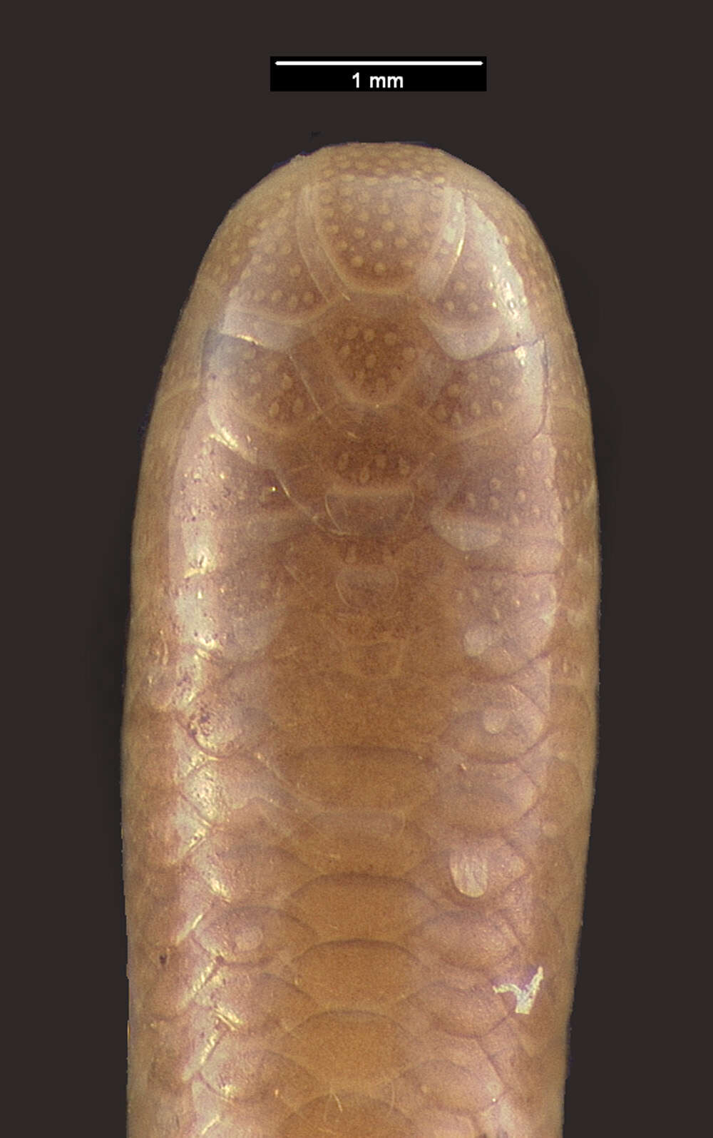 Image of Two-colored Blind Snake