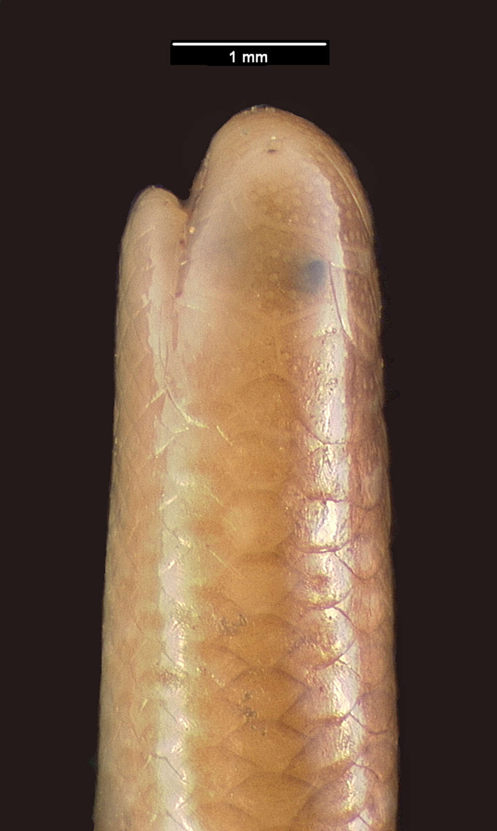 Image of Two-colored Blind Snake