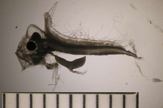 Image of Radiicephalus