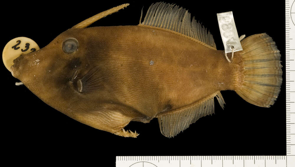 Image of Lacefin filefish