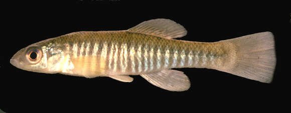 Image of Banded Killifish