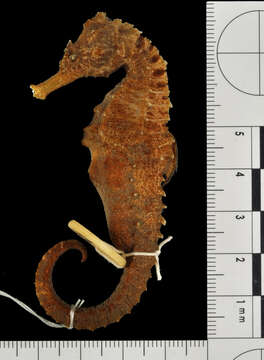 Image of Long-snouted Seahorse