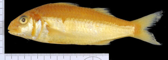 Image of Gilded goatfish