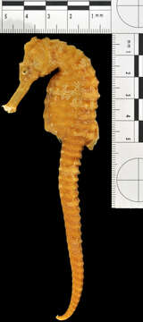 Image of Long-snouted Seahorse