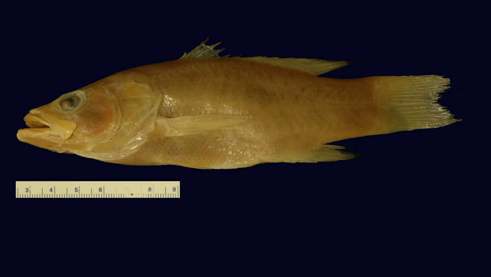 Image of Liopropoma lunulatum (Guichenot 1863)