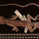 Image of Anolis equestris juraguensis Schwartz And Garrido 1972