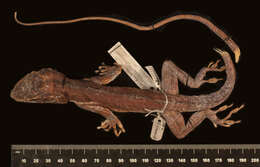 Image of Anolis equestris juraguensis Schwartz And Garrido 1972