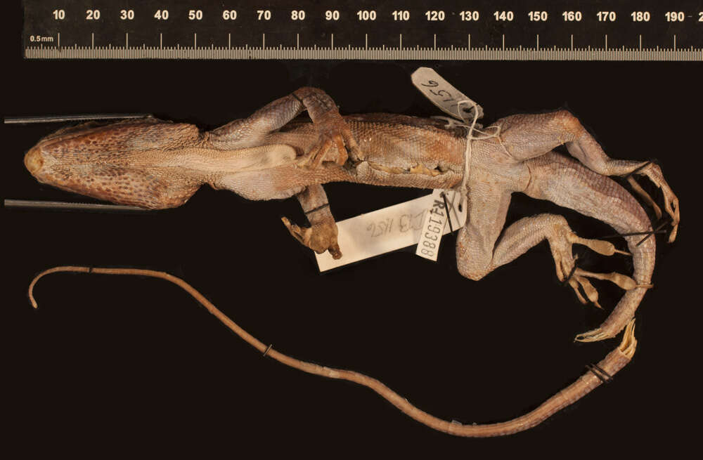 Image of Anolis equestris juraguensis Schwartz And Garrido 1972