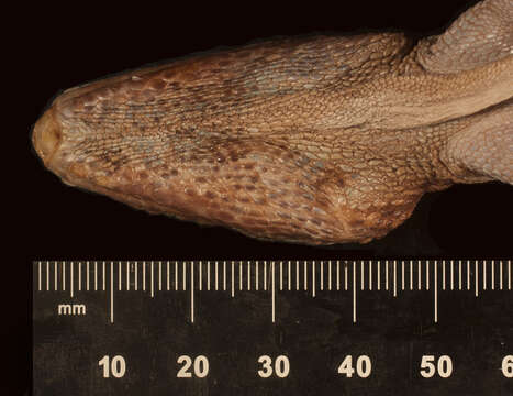 Image of Anolis equestris juraguensis Schwartz And Garrido 1972