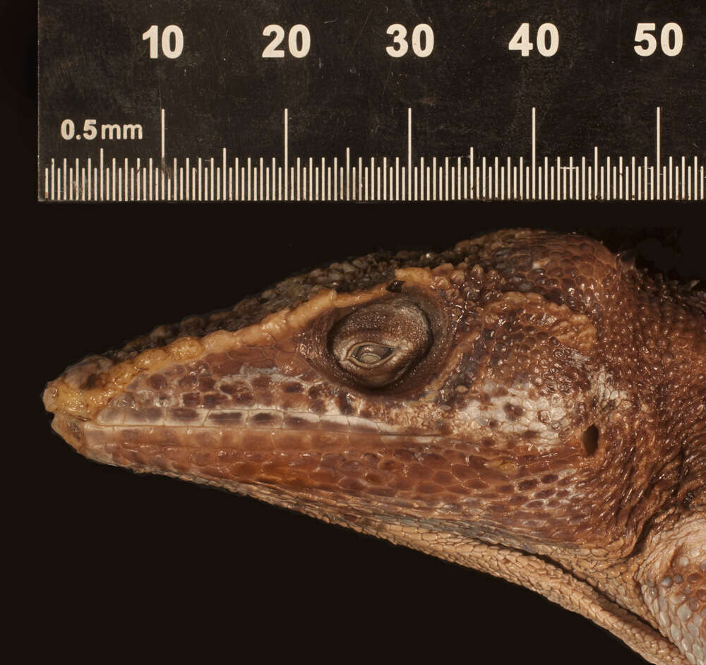 Image of Anolis equestris juraguensis Schwartz And Garrido 1972