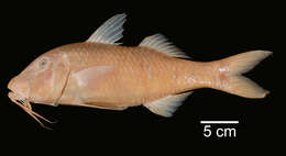 Image of Goldsaddle goatfish