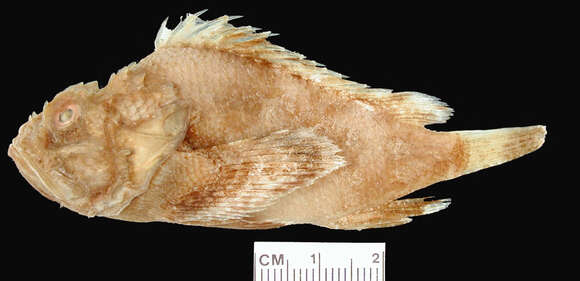 Image of Mauritius scorpionfish