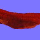 Image of Birdsnout whalefish