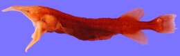 Image of Birdsnout whalefish