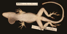 Image de Anolis ernestwilliamsi Lazell 1983