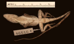 Image of Hague's Anole