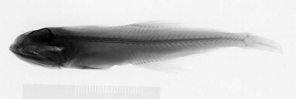 Image of Shortfin luminous swallower