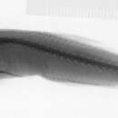 Слика од Pseudoscopelus australis Prokofiev & Kukuev 2006