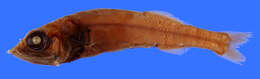 Image of Bigeye searsid