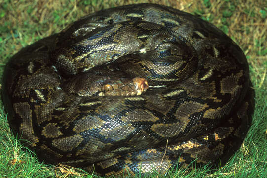 Image of Malayopython Reynolds, Niemiller & Revell 2013