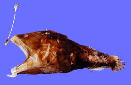 Image of Dolopichthys karsteni Leipertz & Pietsch 1987