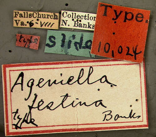 صورة Ageniella semitincta (Banks 1912)