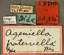 صورة Ageniella semitincta (Banks 1912)