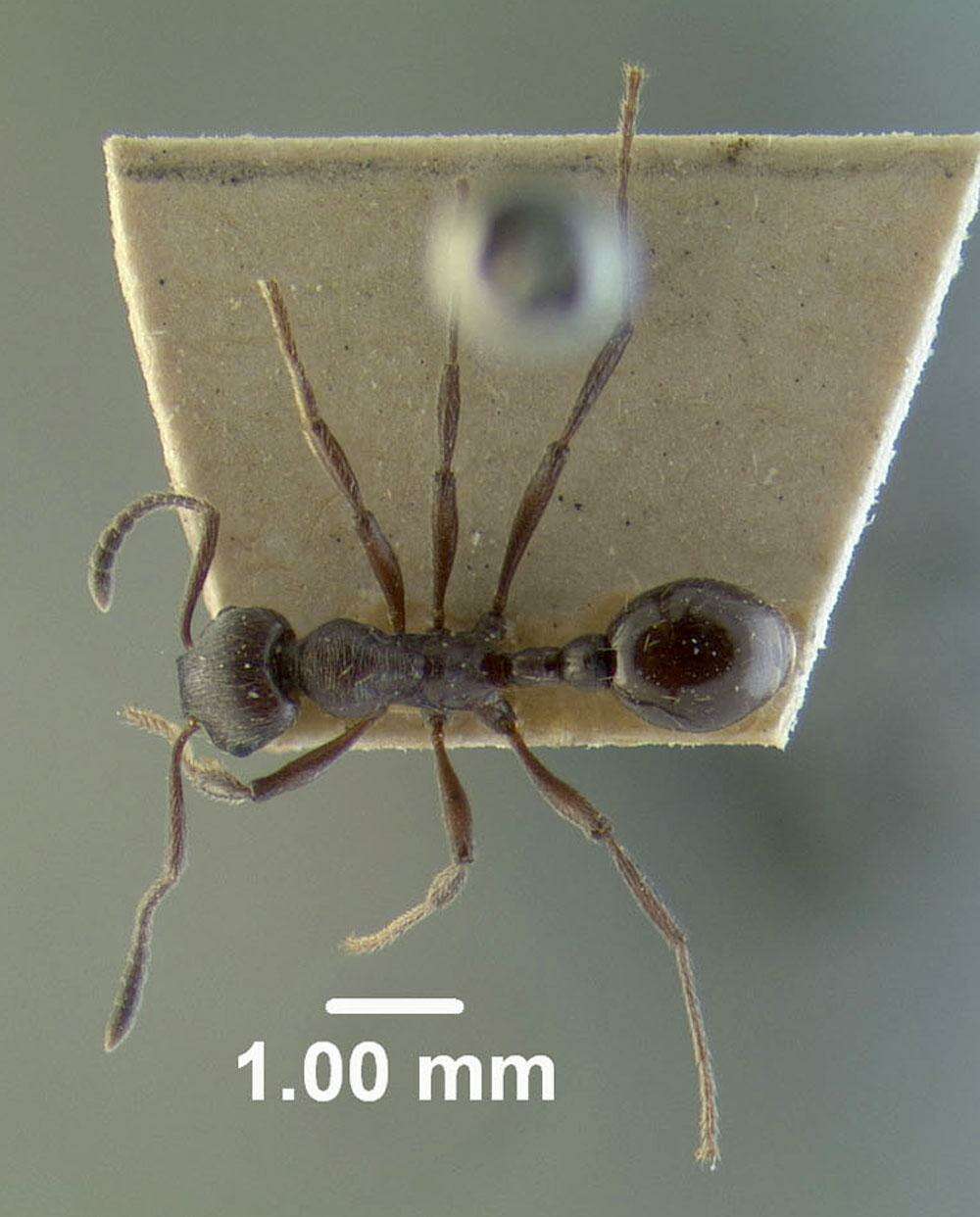 Image of Myrmica pachei Forel 1906