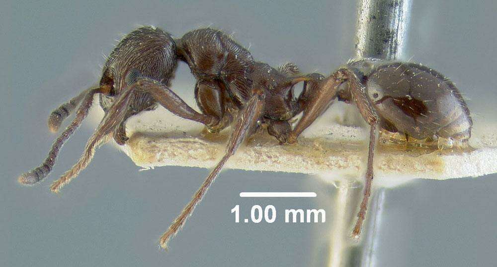 Image of Myrmica pachei Forel 1906