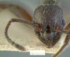 Image of Myrmica pachei Forel 1906