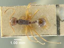 Image of Myrmica ritae Emery 1889