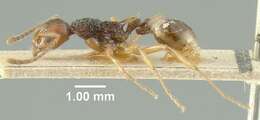 Image of Myrmica ritae Emery 1889