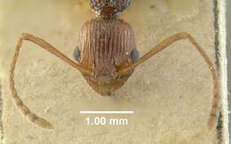 Image of Myrmica ritae Emery 1889