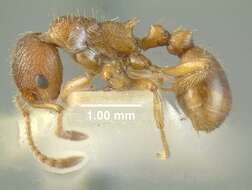 Image of European fire ant