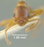 Image of European fire ant