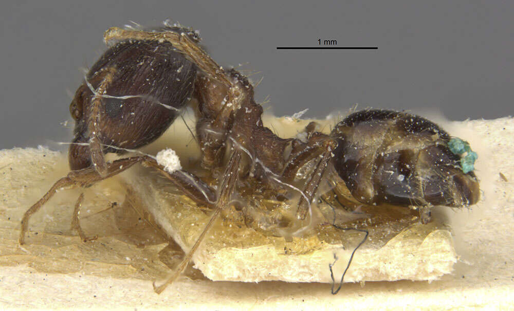 Image of Pheidole