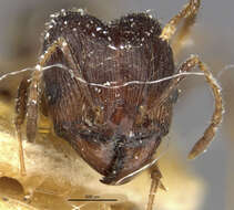 Image of Pheidole