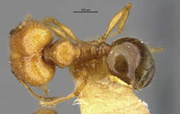 Imagem de Pheidole funkikoensis Wheeler 1929